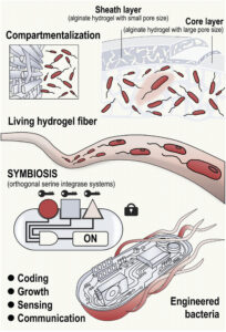 Living hydrogel fibers unveiling a new era of sustainable engineered materials