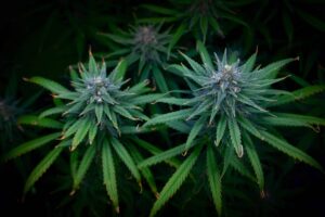 Massachusetts Cannabis Control Commissions revisionsresultat publicerade