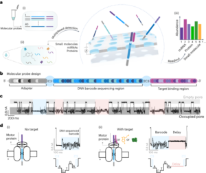 Sequenziamento di nanopori di sonde con codice a barre del DNA per il rilevamento altamente multiplex di microRNA, proteine ​​e piccoli biomarcatori - Nature Nanotechnology