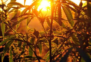 Oregon Cannabis PSA: Un mic grație pentru cerințele de conformitate cu taxele detailistului