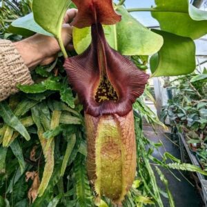Physics of carnivorous pitcher plants, daring nuclear-reactor mission in war-torn Vietnam  – Physics World