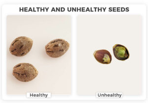 Prepoznavanje kakovostnih semen plevela