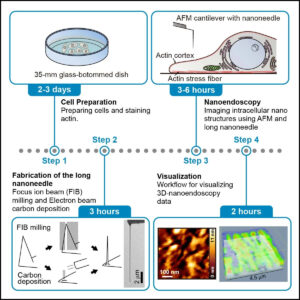 Forskare definierar ett protokoll för tillverkning av smal fribärande och högupplöst avbildning av levande celler med hjälp av AFM