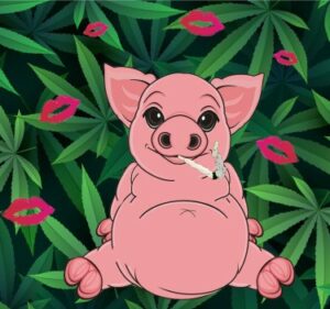 Programul 3 pentru Cannabis - Cum arată de fapt rujul de pe un porc