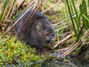 Six river projects included in £14.5 million species recovery grant scheme | Envirotec