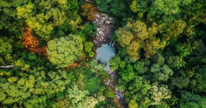 دافعه گونه ها تنوع زیستی بالایی را در درختان استوایی امکان پذیر می کند | مجله کوانتا