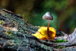 Study: Psilocybin ‘Shows Promise’ As Treatment For Depression