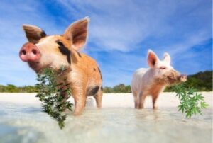 خوک‌های شنا، سواحل شنی سفید و علف‌های هرز قانونی - باهاما لایحه قانونی برای قانونی کردن ماری جوانا پزشکی را ارائه می‌کند