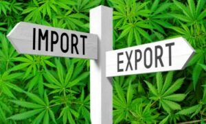 Den internasjonale cannabishandelen blomstrer uten USA - gjett hvilke land som kjøper og importerer mest ugress?