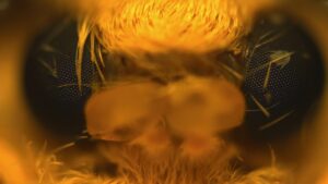 Transgene sviloprejke predejo pajkovo svilo, ki je 6x trdnejša od kevlarja