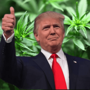 US Cannabis Legalization in the 2024 Election