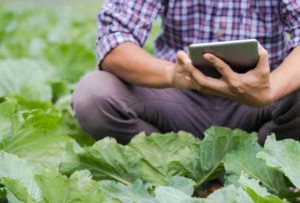 Virgin Media O2 trials ‘Connected Farm of the Future' at Cannon Hall Farm | IoT Now News & Reports