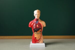 آنچه مدارس در مورد بدن ما به ما می گویند - و چگونه بر دانش آموزان تأثیر می گذارد - EdSurge News