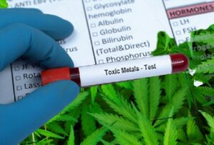 Hvorfor er tungmetaller, som bly og kadmium, testet så høyt i cannabisbrukeres blod og urin?