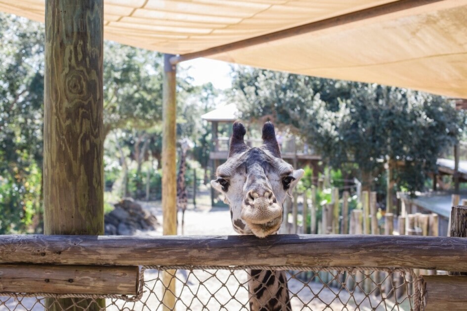 Giraffe at the Brevard Zoo