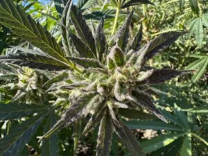 13 best cannabis strains of harvest 2023