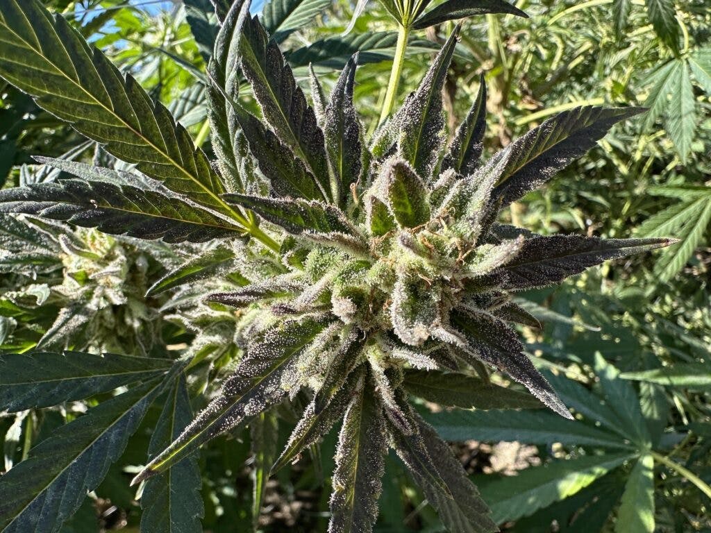 13 melhores variedades de cannabis da colheita 2023