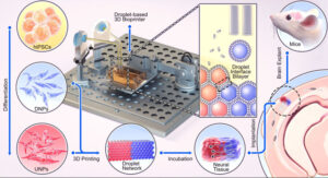 3D-printen van neurale cellen is veelbelovend voor het repareren van hersenletsel