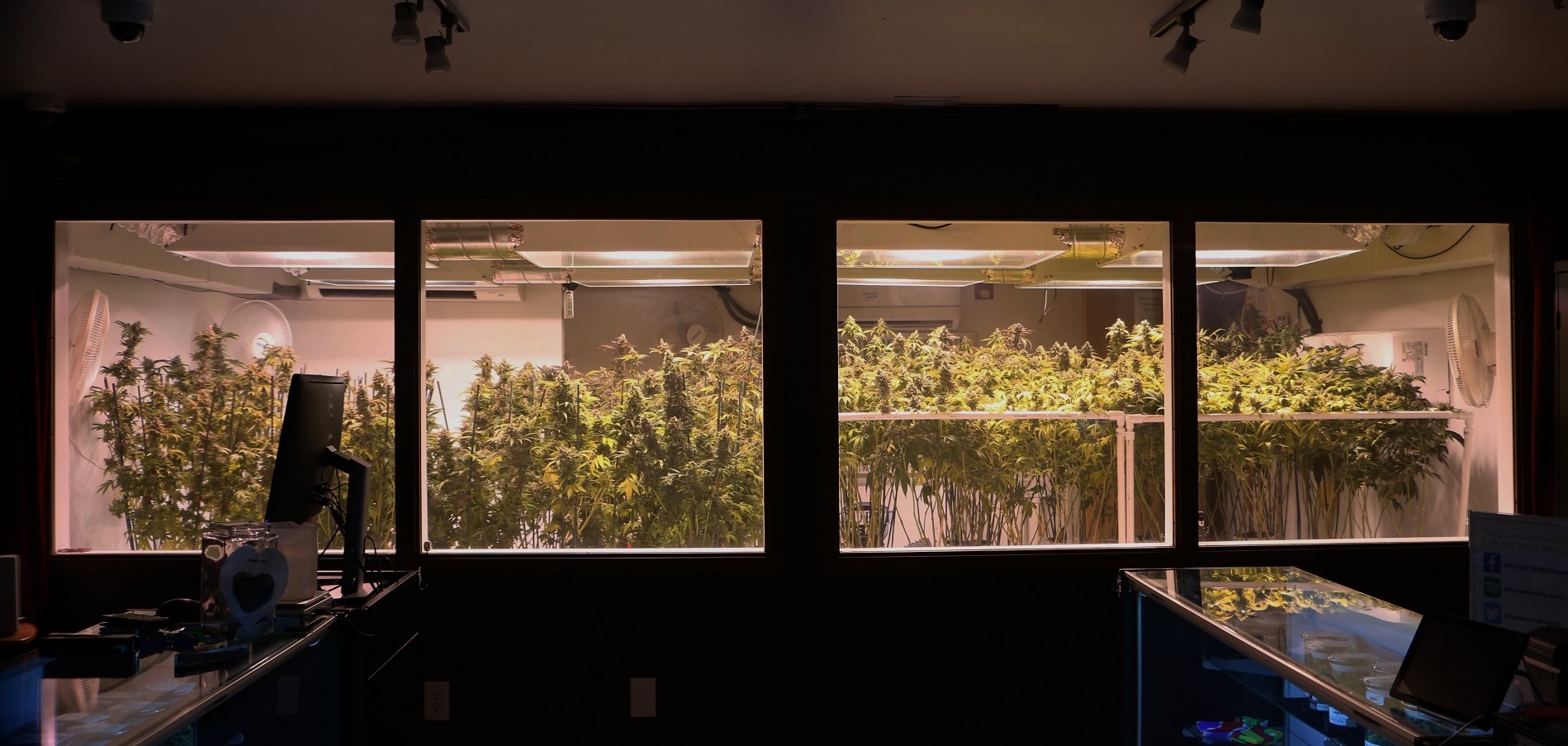 Herban Underground grow room windows