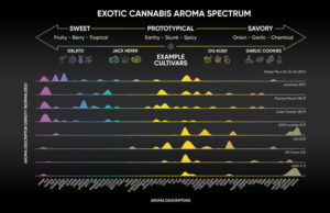 Abstrax descobre novos compostos de sabores exóticos e o sabor oculto da cannabis