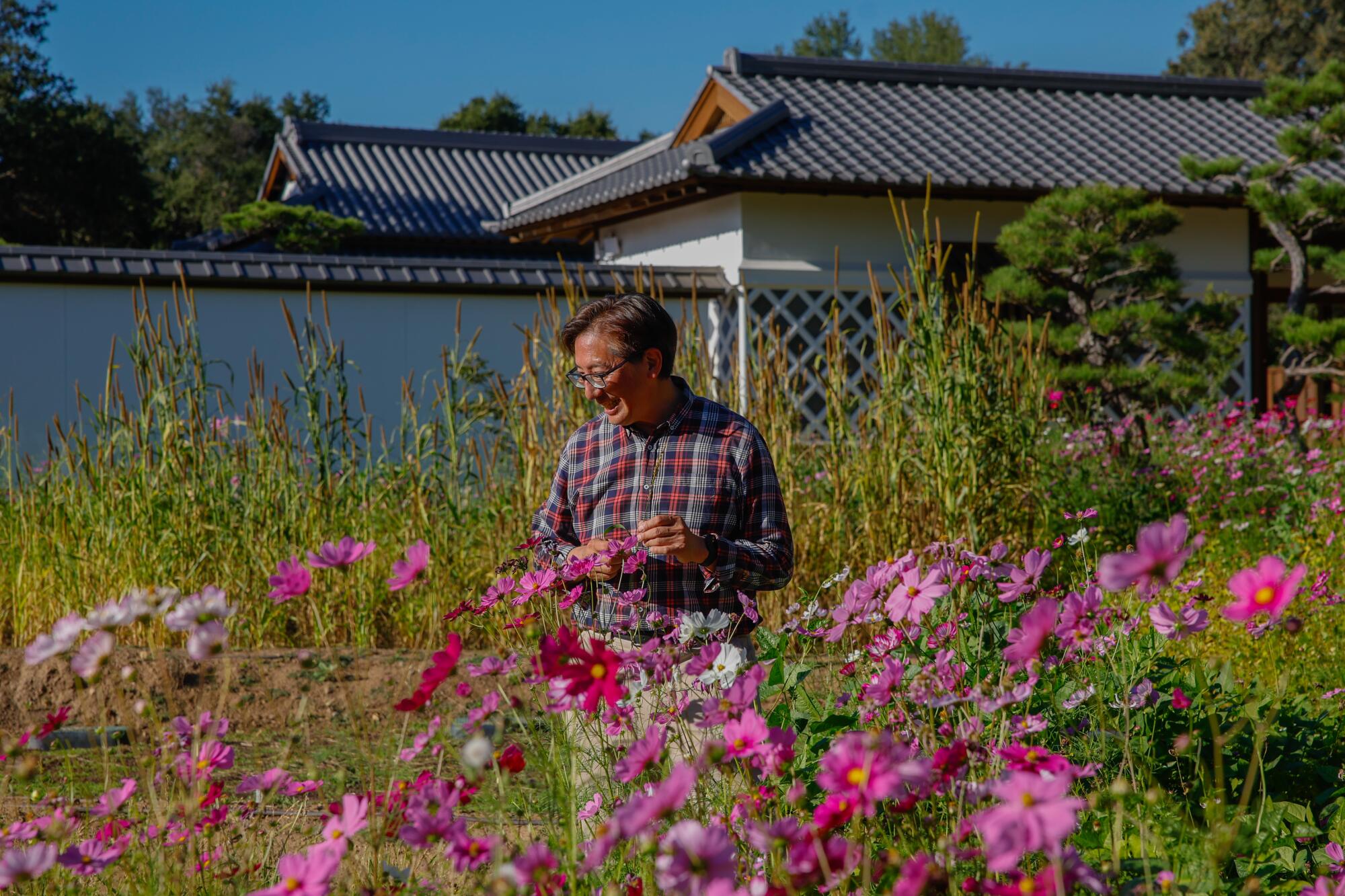 Robert Hori, the Huntington's associate director of cultural programs, stands among tall pink and magenta cosmos flowers. 