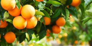 Binance è come un negozio di alimentari che vende arance e la SEC dovrebbe lasciarlo in pace, afferma il gruppo di lobby Crypto - Decrypt