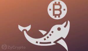 Bitcoin Whales Accumulating Heavily, Gearing Up To Propel BTC To $30,000
