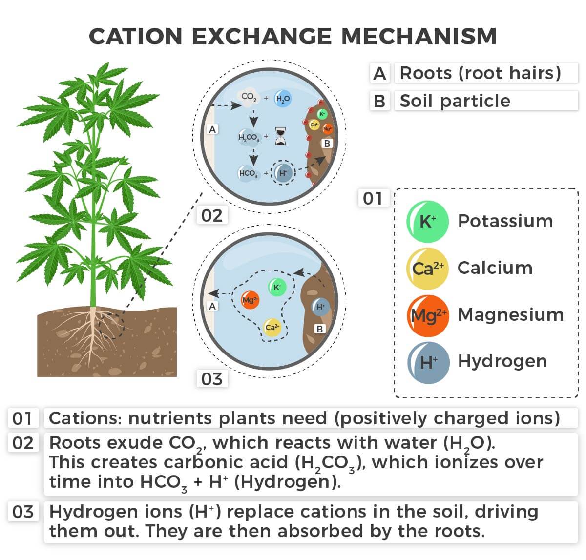 Cation exchange with ions in marijuana plants