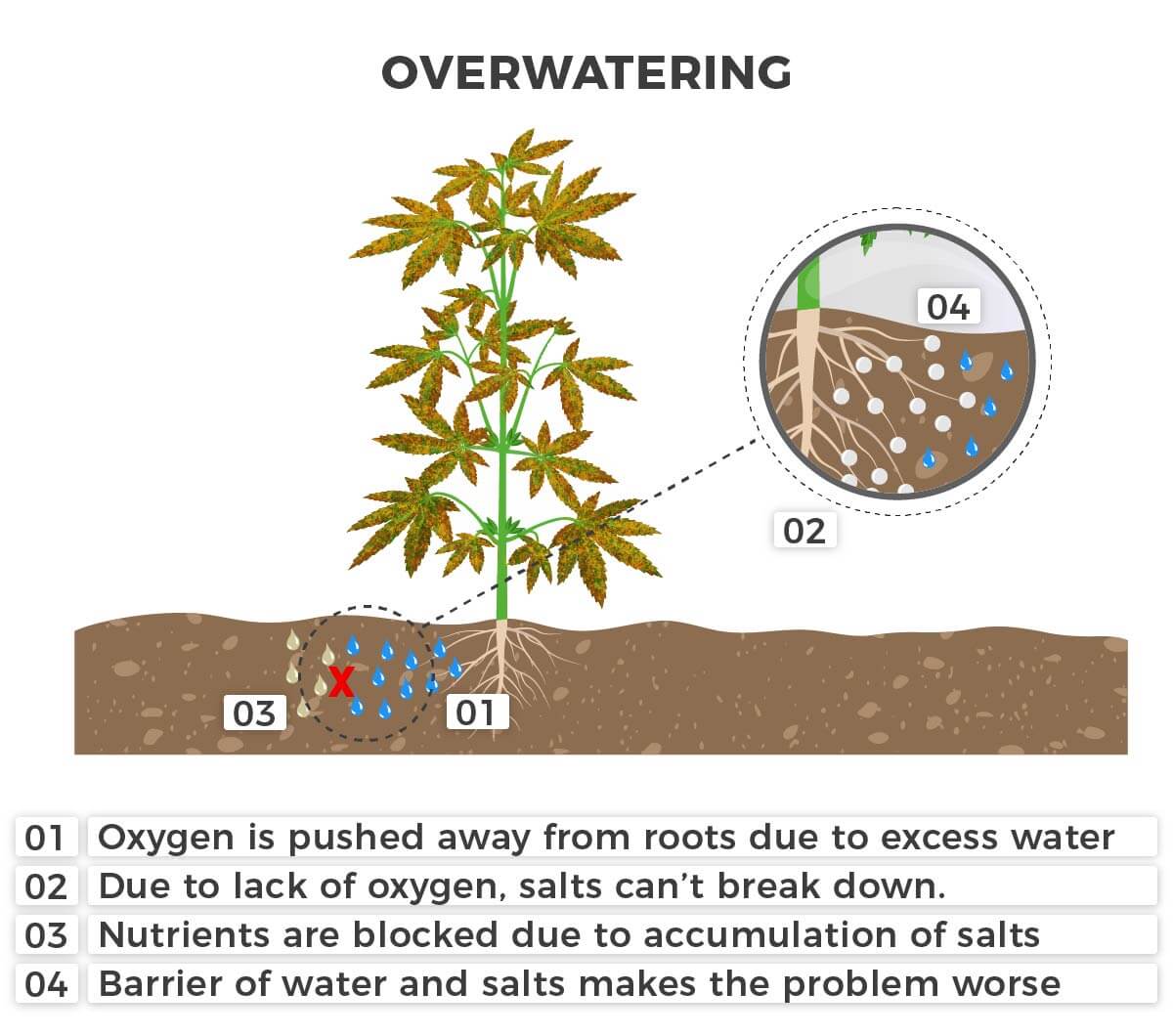 Overwatering causes nutrient lock out