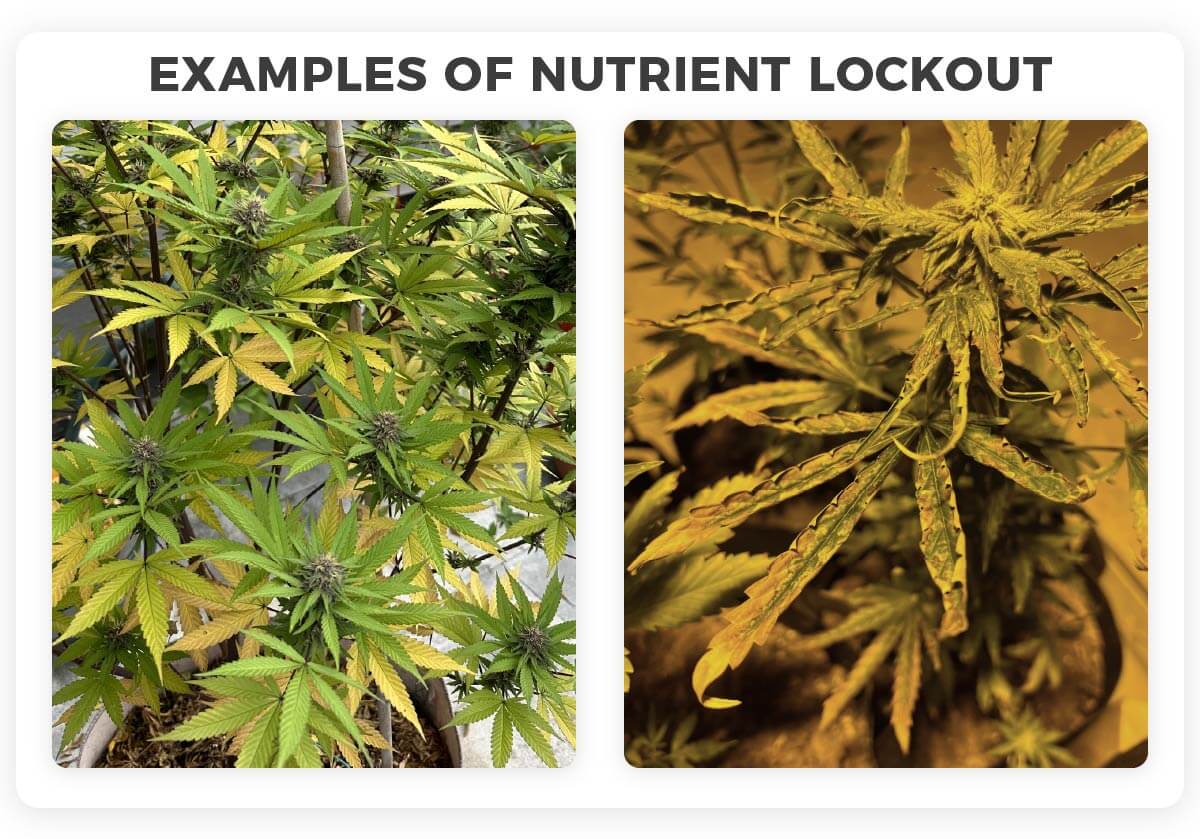 Examples of nutrient lockout