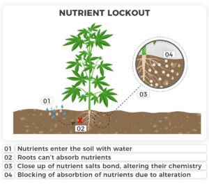 Bloqueo de nutrientes del cannabis
