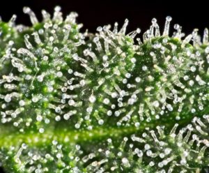 Cannabis Trichomes Overview | Green CulturED