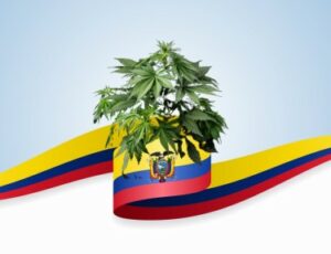 Emas Kolombia - Strain Raja Landrace yang Membawa Sejarah Terkenal