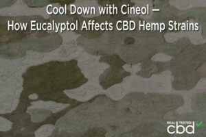 Hạ nhiệt bằng Cineol - Eucalyptol ảnh hưởng như thế nào đến các chủng gai dầu CBD - Kết nối chương trình cần sa y tế
