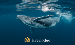 ค้นพบว่าทำไมวาฬ Crypto ถึงแห่กันไปที่ Solana (SOL), Everlodge (ELDG) และ Chainlink (LINK)