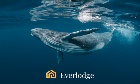 Discover Why Crypto Whales Are Flocking To Solana (SOL), Everlodge (ELDG) And Chainlink (LINK)