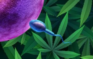 L'uso di cannabis aumenta o diminuisce il numero di spermatozoi negli uomini?