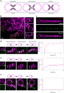 Dynamin A as a one-component division machinery for synthetic cells - Nature Nanotechnology