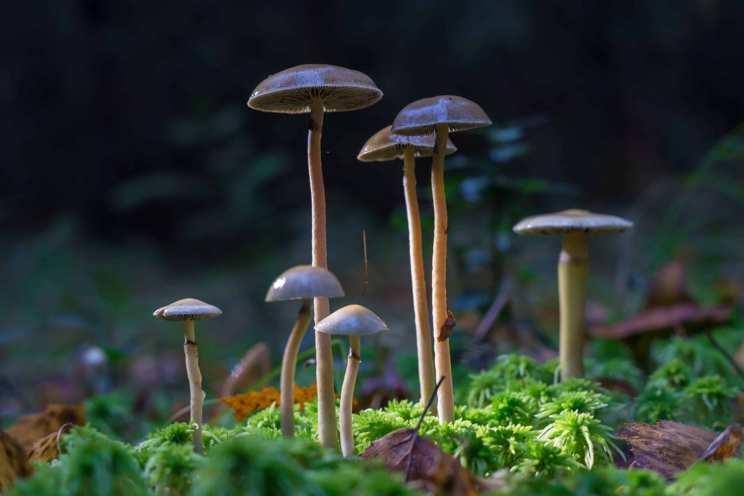 Prima licenza di coltivazione di funghi in Nuova Zelanda concessa al gruppo Māori