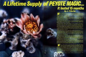 From the Archives: A Lifetime Supply of Peyote Magic (1977) | High Times