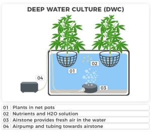 Cultivo de cannabis con cultivo en aguas profundas (DWC)