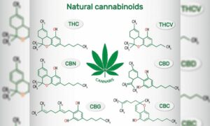 Wie CBD mit dem Cannabinoidsystem Ihres Körpers zusammenarbeitet