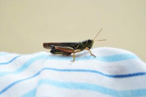 Cırcır Böceklerini Evinizden Nasıl Uzak Tutabilirsiniz: Kriketin Önlenmesi ve Uzaklaştırılması için 8 Strateji