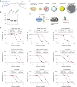 Inhibition of acute complement responses towards bolus-injected nanoparticles using targeted short-circulating regulatory proteins - Nature Nanotechnology