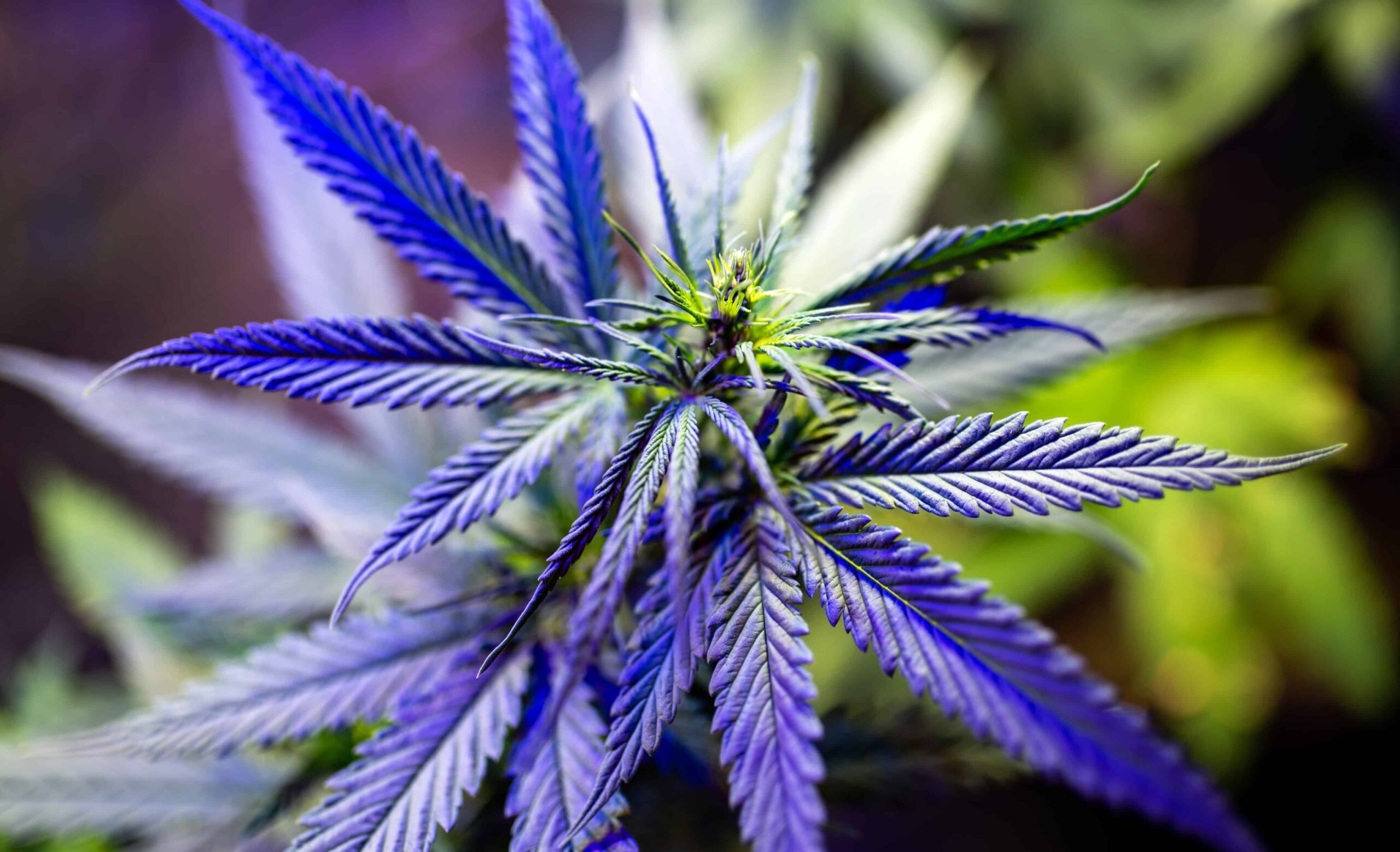 Gouverneur von Kentucky stellt Aktualisierung des Programms für medizinisches Cannabis bereit