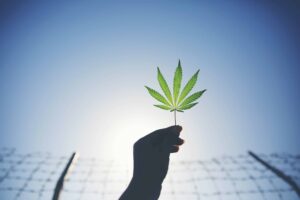 最后一个囚犯项目的大麻司法状况报告凸显了发人深省的现实 | 高时