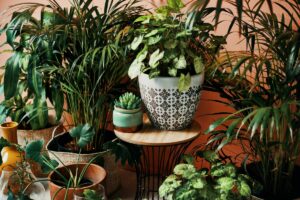 Учитесь у экспертов: 6 лучших домашних растений и как за ними ухаживать