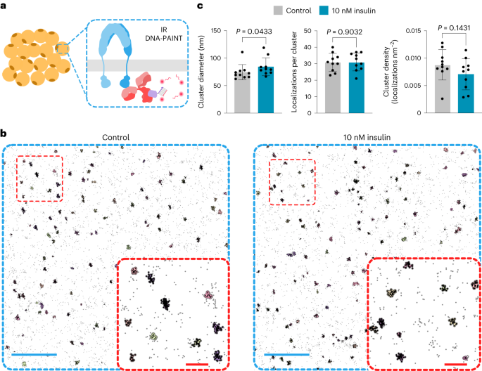 Activation multivalente des récepteurs de l'insuline à l'aide de nanostructures origami insuline-ADN - Nature Nanotechnology