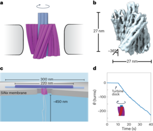 Nanoturbin som drivs av flöde över en nanopor - Nature Nanotechnology