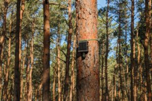 Национальный фонд впервые развернет датчики лесных пожаров в Великобритании | Энвиротек